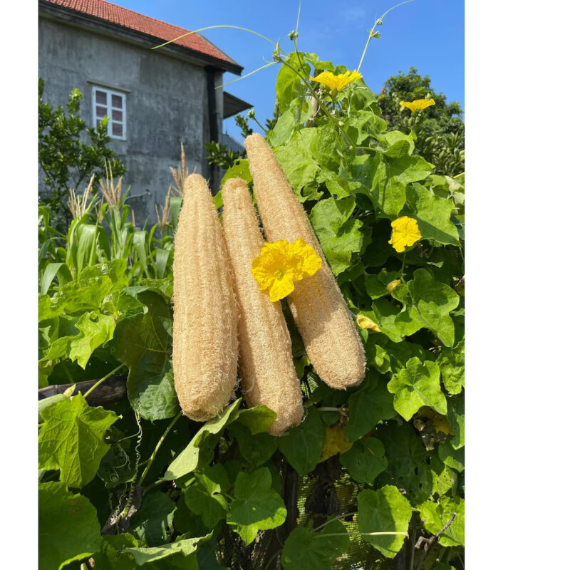 Organic Loofah