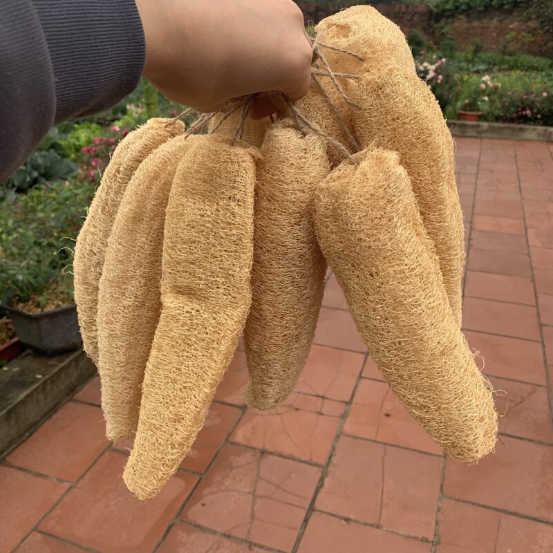 Organic Whole Loofah