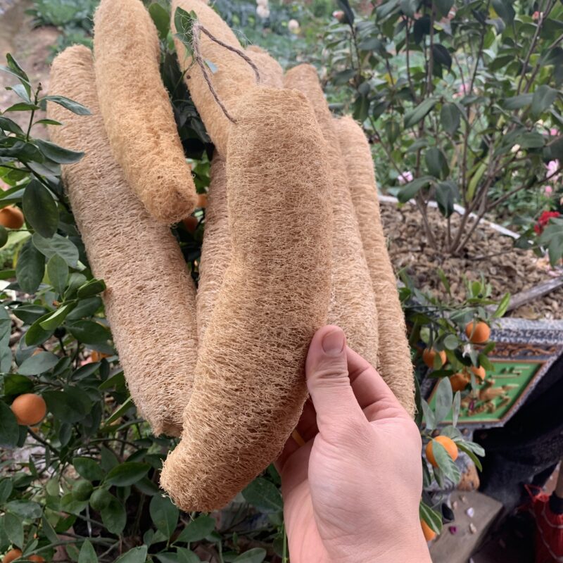 Organic Loofah Sponge